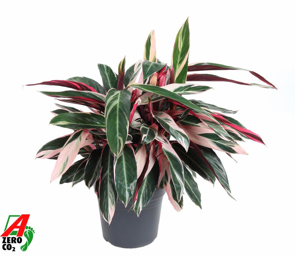 Pflanzen für Dich Zimmerpflanze Calathea Triostar, 1 St., bunte Blätter, luftreinigend Pflanzen für Dich Zimmerpflanze Calathea Triostar, 1 St., bunte Blätter, luftreinigend von Pflanzen für Dich
