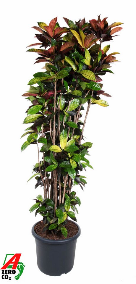 Pflanzen für Dich Zimmerpflanze Codiaeum Iceton, 1 St., buntes Laub, tropisch von Pflanzen für Dich