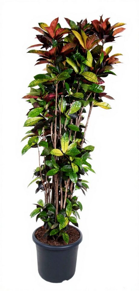 Pflanzen für Dich Zimmerpflanze Codiaeum Iceton, 1 St., buntes Laub, tropisch Pflanzen für Dich Zimmerpflanze Codiaeum Iceton, 1 St., buntes Laub, tropisch von Pflanzen für Dich