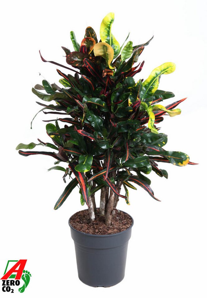 Pflanzen für Dich Zimmerpflanze Codiaeum Mammi, 1 St., bunte Blätter, tropisch Pflanzen für Dich Zimmerpflanze Codiaeum Mammi, 1 St., bunte Blätter, tropisch von Pflanzen für Dich