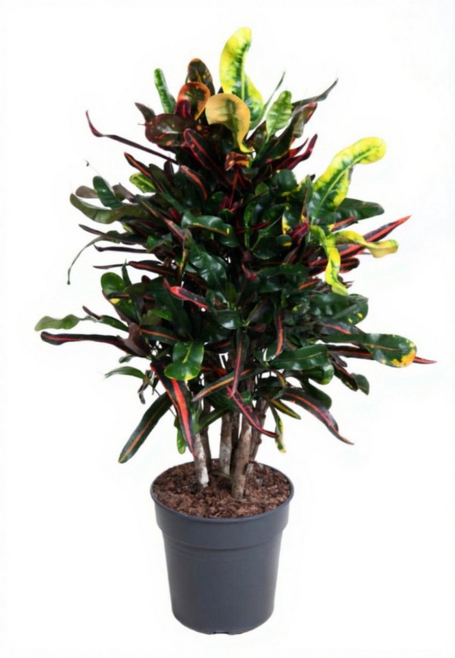 Pflanzen für Dich Zimmerpflanze Codiaeum Mammi, 1 St., bunte Blätter, tropisch Pflanzen für Dich Zimmerpflanze Codiaeum Mammi, 1 St., bunte Blätter, tropisch von Pflanzen für Dich