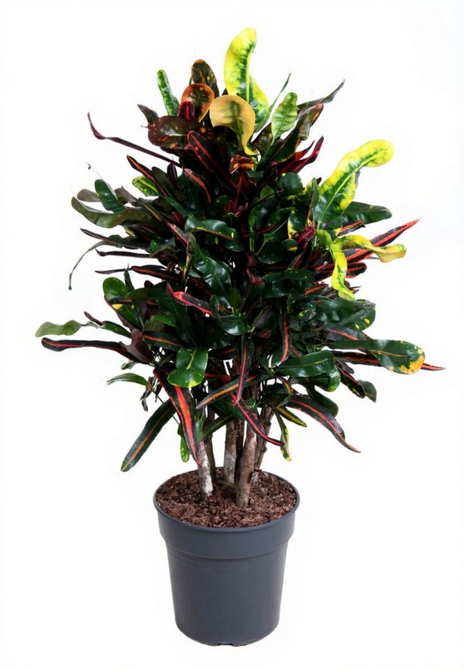 Pflanzen für Dich Zimmerpflanze Codiaeum Mammi, 1 St., bunte Blätter, tropisch Pflanzen für Dich Zimmerpflanze Codiaeum Mammi, 1 St., bunte Blätter, tropisch von Pflanzen für Dich