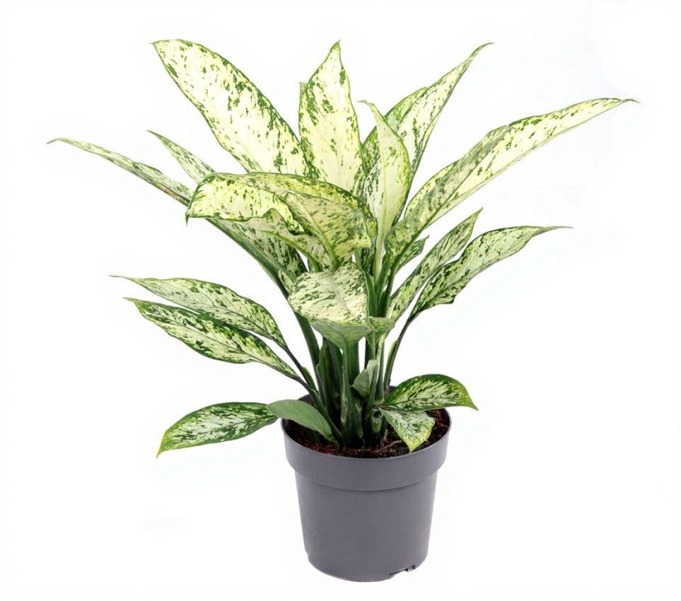 Pflanzen für Dich Zimmerpflanze Dieffenbachia Vesuvius, 1 St., buntes Laub, luftreinigend Pflanzen für Dich Zimmerpflanze Dieffenbachia Vesuvius, 1 St., buntes Laub, luftreinigend von Pflanzen für Dich