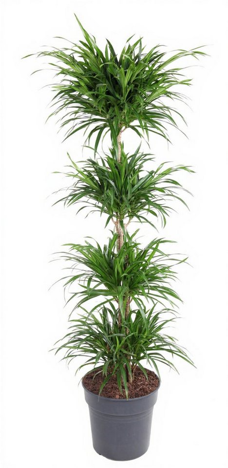 Pflanzen für Dich Zimmerpflanze Dracaena Anita varriegata carrousel, 1 St., grün-weiß gestreift, pflegeleicht von Pflanzen für Dich