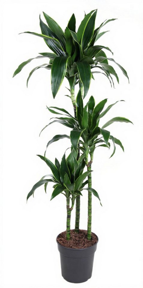 Pflanzen für Dich Zimmerpflanze Dracaena Arturo, 1 St., grün-weiß gestreift, luftreinigend Pflanzen für Dich Zimmerpflanze Dracaena Arturo, 1 St., grün-weiß gestreift, luftreinigend von Pflanzen für Dich