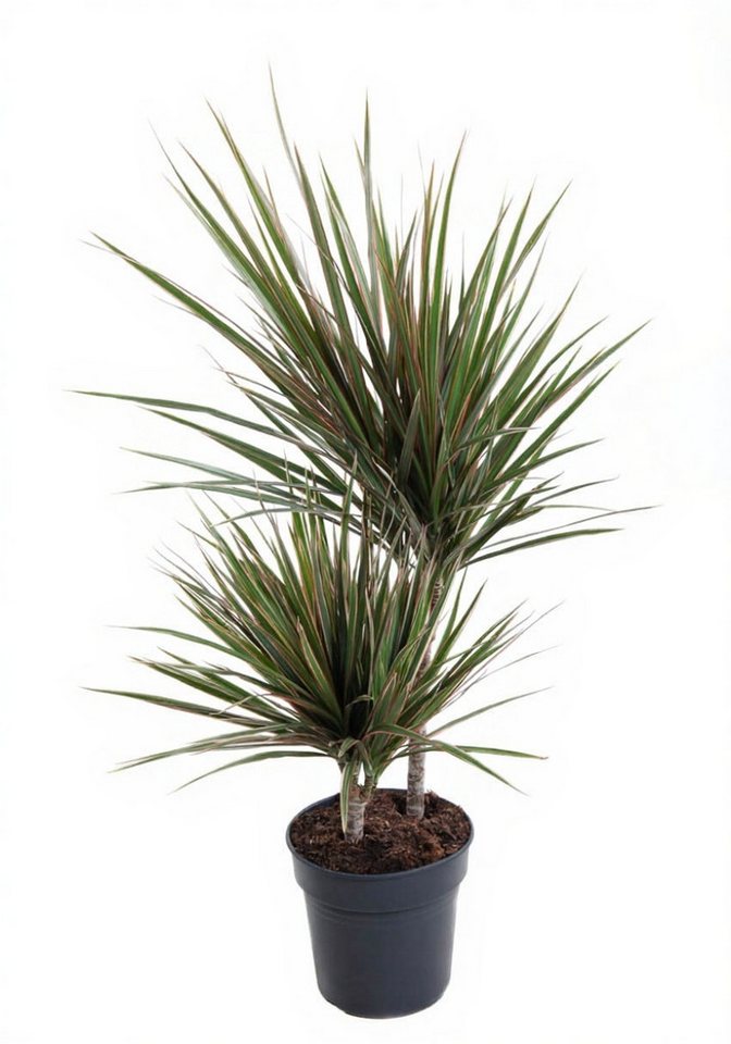 Pflanzen für Dich Zimmerpflanze Dracaena Bicolor, 1 St., zweifarbig, pflegeleicht Pflanzen für Dich Zimmerpflanze Dracaena Bicolor, 1 St., zweifarbig, pflegeleicht von Pflanzen für Dich