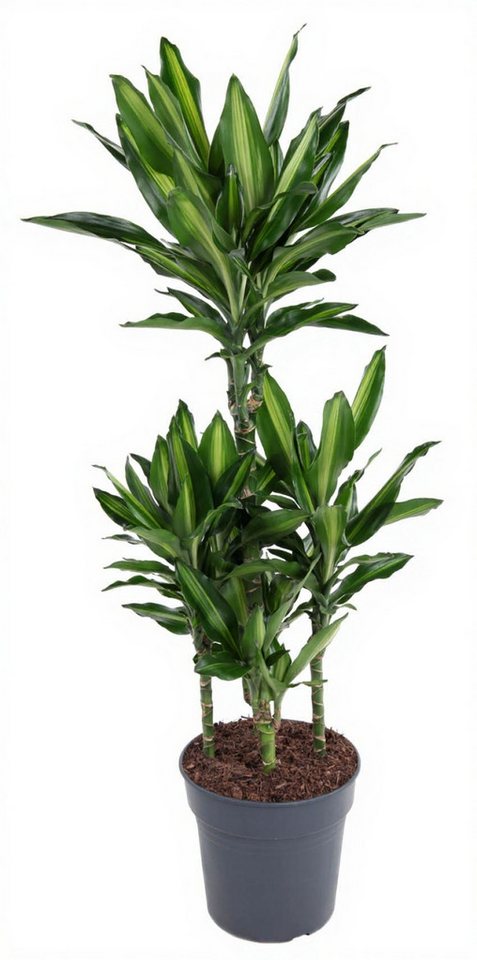 Pflanzen für Dich Zimmerpflanze Dracaena Cintho, 1 St., grün-gelb gestreift, luftreinigend Pflanzen für Dich Zimmerpflanze Dracaena Cintho, 1 St., grün-gelb gestreift, luftreinigend von Pflanzen für Dich