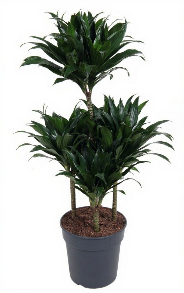 Pflanzen für Dich Zimmerpflanze Dracaena Compacta, 1 St., kompakt, pflegeleicht Pflanzen für Dich Zimmerpflanze Dracaena Compacta, 1 St., kompakt, pflegeleicht von Pflanzen für Dich