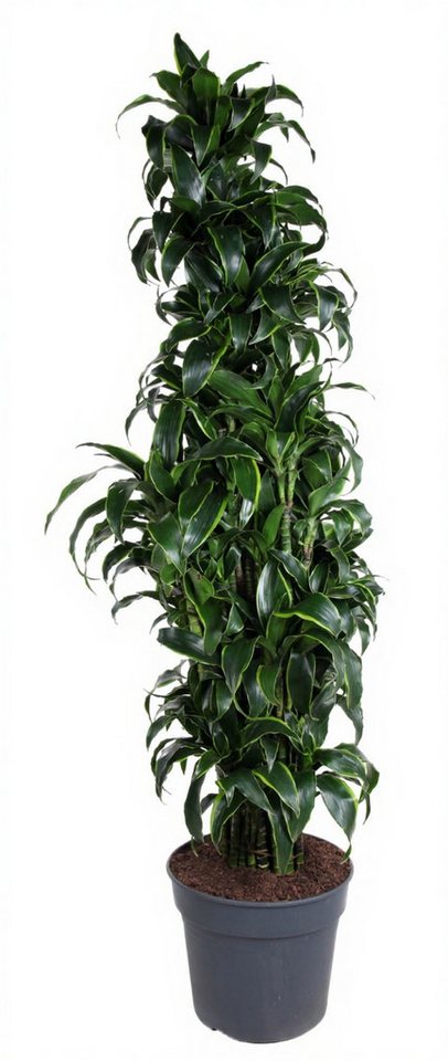 Pflanzen für Dich Zimmerpflanze Dracaena Dorado, 1 St., grün-gelb, luftreinigend Pflanzen für Dich Zimmerpflanze Dracaena Dorado, 1 St., grün-gelb, luftreinigend von Pflanzen für Dich