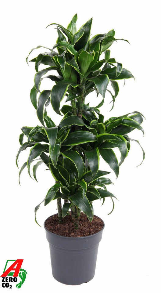 Pflanzen für Dich Zimmerpflanze Dracaena Dorado, 1 St., grün-gelb gestreift, luftreinigend Pflanzen für Dich Zimmerpflanze Dracaena Dorado, 1 St., grün-gelb gestreift, luftreinigend von Pflanzen für Dich