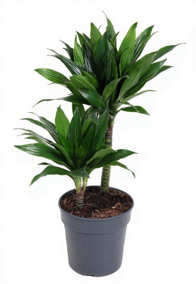 Pflanzen für Dich Zimmerpflanze Dracaena Green Jewel, 1 St., grün, pflegeleicht Pflanzen für Dich Zimmerpflanze Dracaena Green Jewel, 1 St., grün, pflegeleicht von Pflanzen für Dich