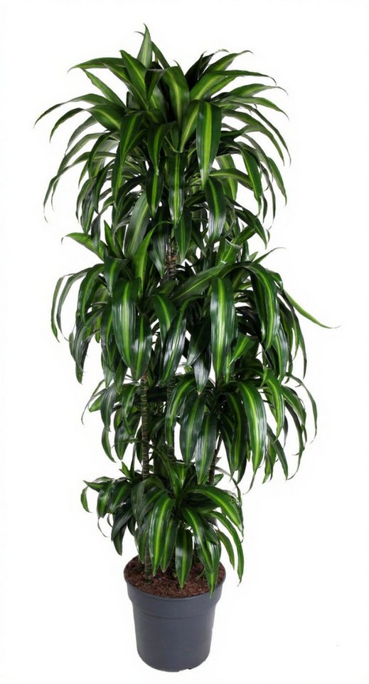 Pflanzen für Dich Zimmerpflanze Dracaena Hawaiian Sunshine, 1 St., grün-gelb gestreift, luftreinigend Pflanzen für Dich Zimmerpflanze Dracaena Hawaiian Sunshine, 1 St., grün-gelb gestreift, luftreinigend von Pflanzen für Dich