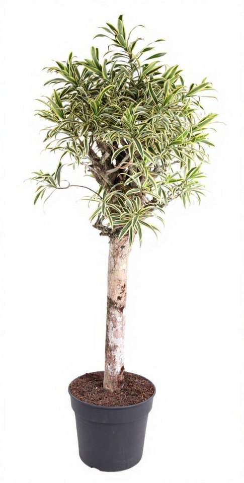 Pflanzen für Dich Zimmerpflanze Dracaena India stam, 1 St., schlank, pflegeleicht Pflanzen für Dich Zimmerpflanze Dracaena India stam, 1 St., schlank, pflegeleicht von Pflanzen für Dich