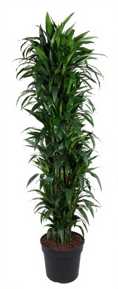 Pflanzen für Dich Zimmerpflanze Dracaena Janet Craig, 1 St., luftreinigend, pflegeleicht Pflanzen für Dich Zimmerpflanze Dracaena Janet Craig, 1 St., luftreinigend, pflegeleicht von Pflanzen für Dich