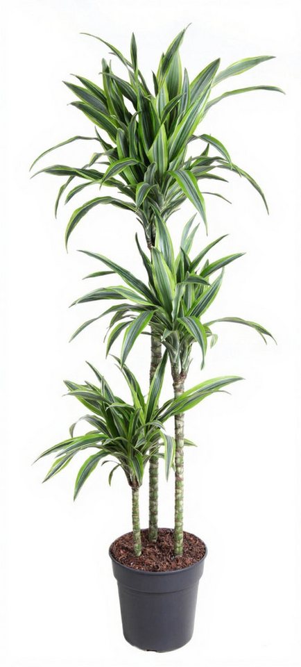 Pflanzen für Dich Zimmerpflanze Dracaena Lemon Lime, 1 St., zweifarbig, luftreinigend von Pflanzen für Dich