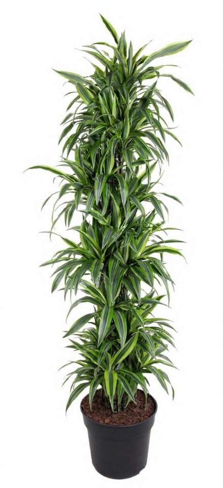 Pflanzen für Dich Zimmerpflanze Dracaena Lemon Lime, 1 St., zweifarbig, luftreinigend Pflanzen für Dich Zimmerpflanze Dracaena Lemon Lime, 1 St., zweifarbig, luftreinigend von Pflanzen für Dich