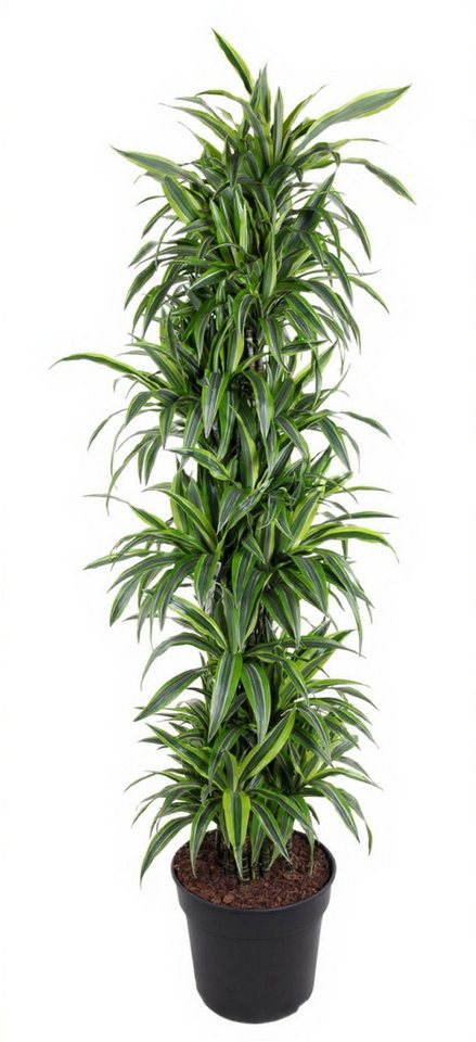 Pflanzen für Dich Zimmerpflanze Dracaena Lemon Lime, 1 St., zweifarbig, luftreinigend von Pflanzen für Dich