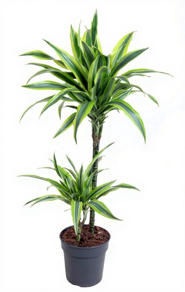 Pflanzen für Dich Zimmerpflanze Dracaena Lemon Lime, 1 St., zweifarbig, luftreinigend Pflanzen für Dich Zimmerpflanze Dracaena Lemon Lime, 1 St., zweifarbig, luftreinigend von Pflanzen für Dich
