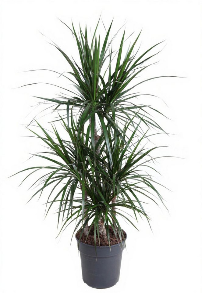 Pflanzen für Dich Zimmerpflanze Dracaena Marginata Carrousel, 1 St., schlank, pflegeleicht Pflanzen für Dich Zimmerpflanze Dracaena Marginata Carrousel, 1 St., schlank, pflegeleicht von Pflanzen für Dich