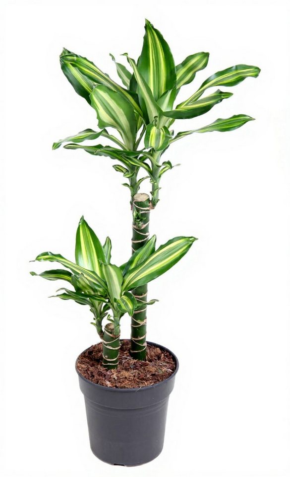 Pflanzen für Dich Zimmerpflanze Dracaena Silver Dream, 1 St., silbergrün, pflegeleicht Pflanzen für Dich Zimmerpflanze Dracaena Silver Dream, 1 St., silbergrün, pflegeleicht von Pflanzen für Dich