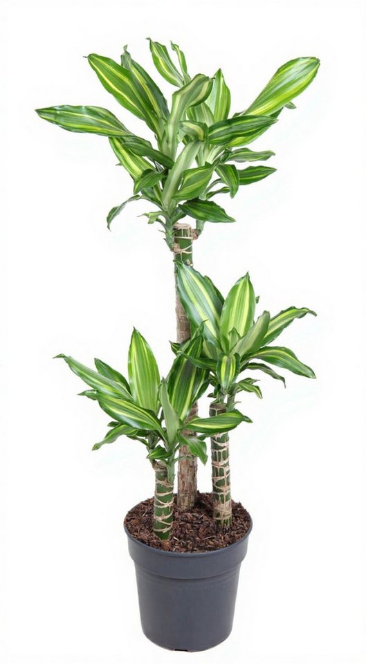 Pflanzen für Dich Zimmerpflanze Dracaena Silver Dream, 1 St., silbergrün, pflegeleicht Pflanzen für Dich Zimmerpflanze Dracaena Silver Dream, 1 St., silbergrün, pflegeleicht von Pflanzen für Dich
