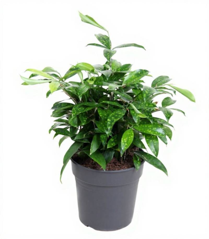 Pflanzen für Dich Zimmerpflanze Dracaena Surculosa bush, 1 St., grün-weiß gefleckt, luftreinigend Pflanzen für Dich Zimmerpflanze Dracaena Surculosa bush, 1 St., grün-weiß gefleckt, luftreinigend von Pflanzen für Dich