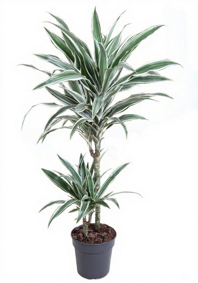 Pflanzen für Dich Zimmerpflanze Dracaena White Stripe, 1 St., grün-weiß gestreift, luftreinigend Pflanzen für Dich Zimmerpflanze Dracaena White Stripe, 1 St., grün-weiß gestreift, luftreinigend von Pflanzen für Dich
