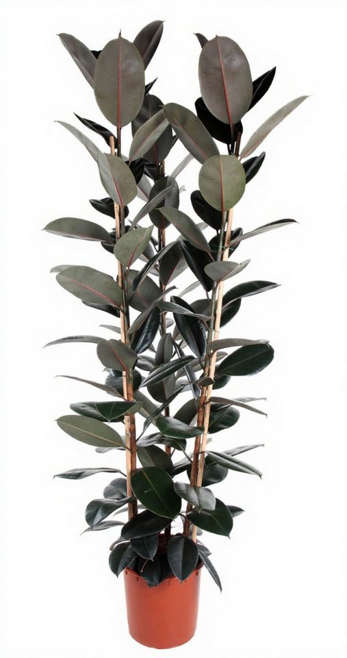 Pflanzen für Dich Zimmerpflanze Ficus Abidjan, 1 St., dunkelgrün, luftreinigend Pflanzen für Dich Zimmerpflanze Ficus Abidjan, 1 St., dunkelgrün, luftreinigend von Pflanzen für Dich