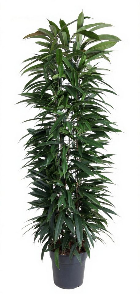 Pflanzen für Dich Zimmerpflanze Ficus Amstel King, 1 St., schlank, luftreinigend Pflanzen für Dich Zimmerpflanze Ficus Amstel King, 1 St., schlank, luftreinigend von Pflanzen für Dich