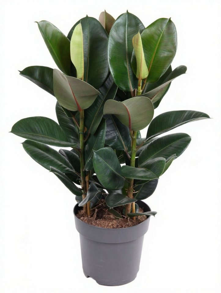 Pflanzen für Dich Zimmerpflanze Ficus Robusta, 1 St., große Blätter, luftreinigend Pflanzen für Dich Zimmerpflanze Ficus Robusta, 1 St., große Blätter, luftreinigend von Pflanzen für Dich