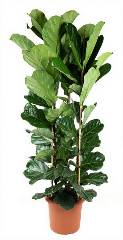 Pflanzen für Dich Zimmerpflanze Ficus lyrata, 1 St., große Blätter, luftreinigend von Pflanzen für Dich
