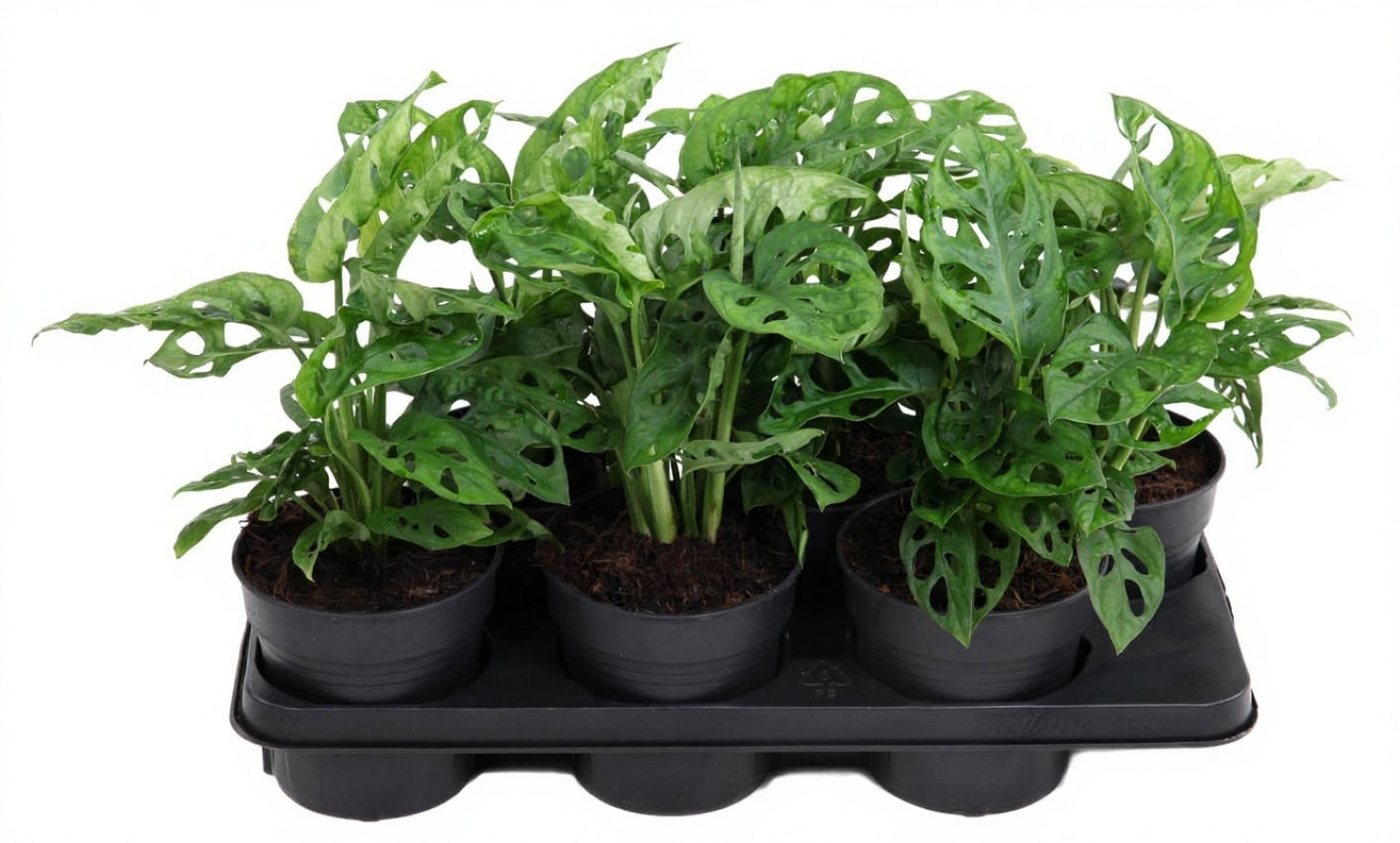 Pflanzen für Dich Zimmerpflanze Monstera Adonsonii, 1 St., fensterblatt, lochblätter Pflanzen für Dich Zimmerpflanze Monstera Adonsonii, 1 St., fensterblatt, lochblätter von Pflanzen für Dich