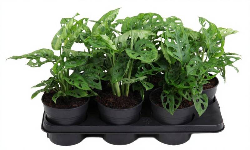Pflanzen für Dich Zimmerpflanze Monstera Adonsonii, 1 St., fensterblatt, lochblätter Pflanzen für Dich Zimmerpflanze Monstera Adonsonii, 1 St., fensterblatt, lochblätter von Pflanzen für Dich