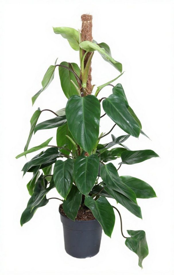 Pflanzen für Dich Zimmerpflanze Philodendron Emerald Queen, 1 St., großblättrig, luftreinigend von Pflanzen für Dich