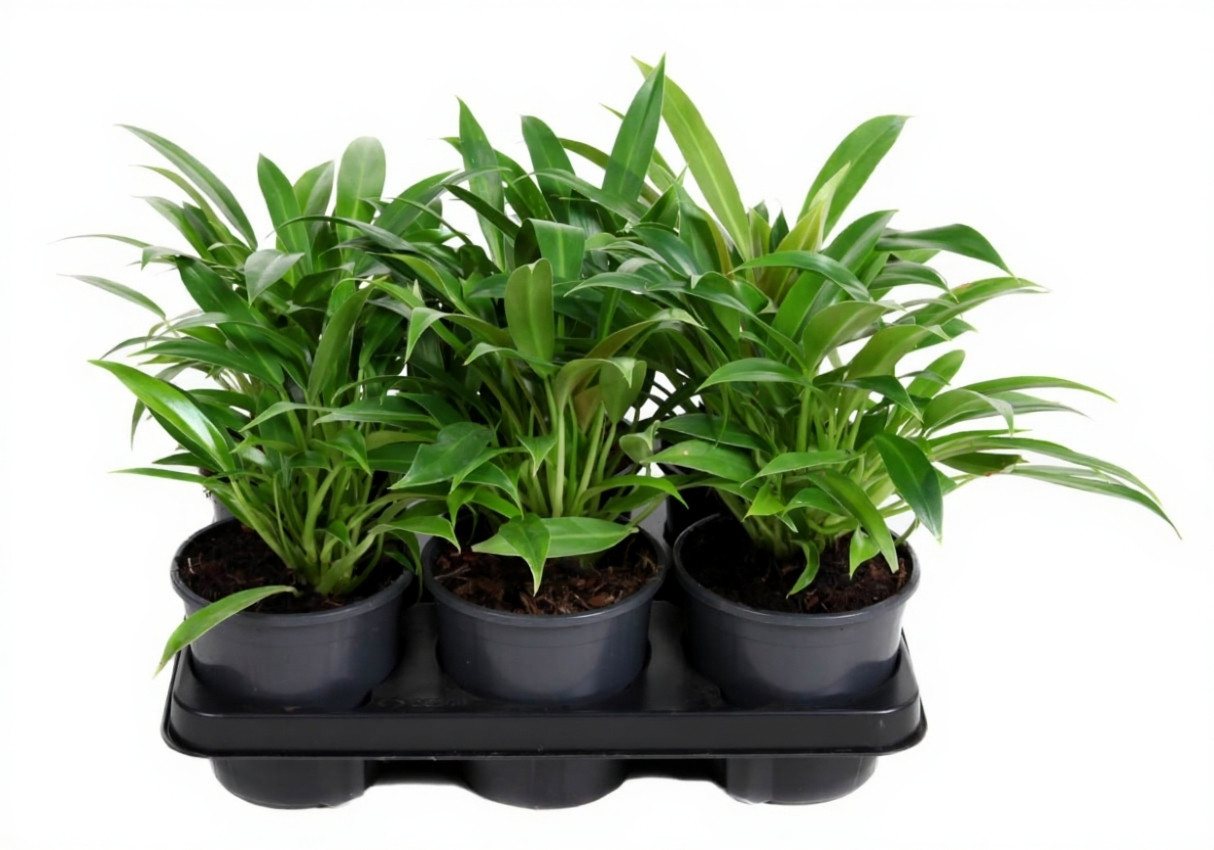 Pflanzen für Dich Zimmerpflanze Philodendron Little Bush, 1 St., kompakt, pflegeleicht Pflanzen für Dich Zimmerpflanze Philodendron Little Bush, 1 St., kompakt, pflegeleicht von Pflanzen für Dich