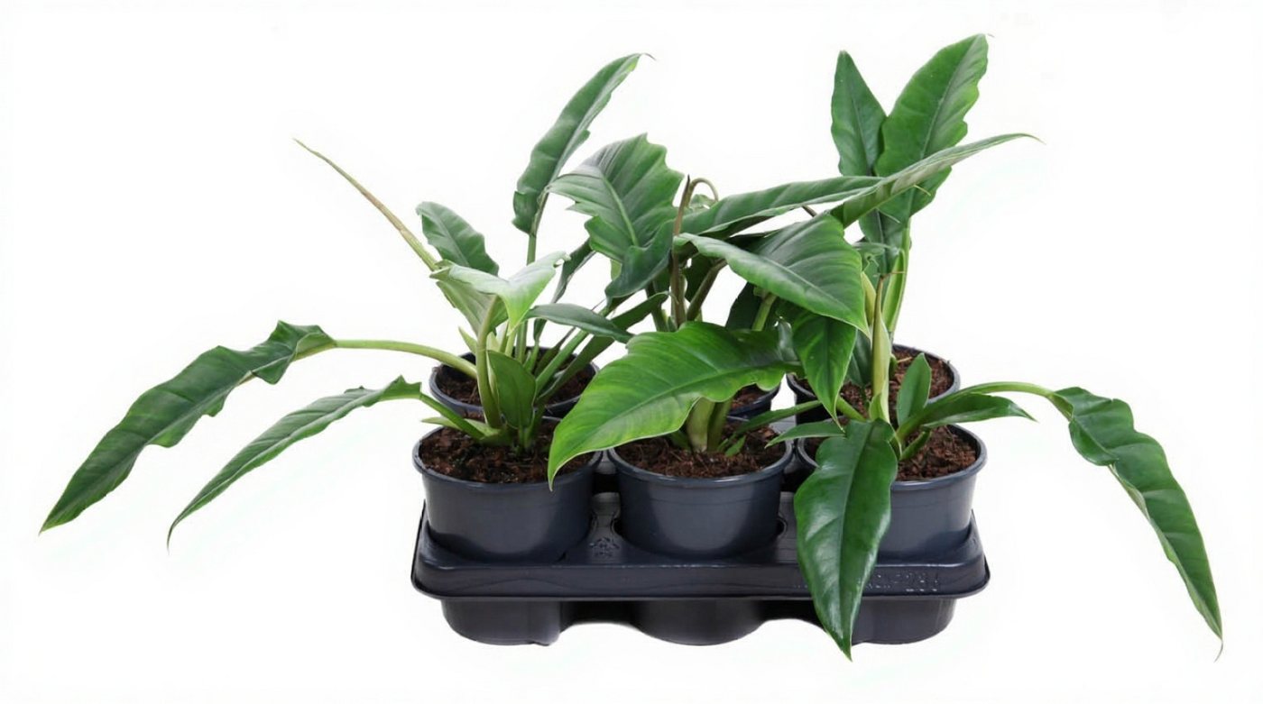 Pflanzen für Dich Zimmerpflanze Philodendron Narrow, 1 St., schmalblättrig, luftreinigend Pflanzen für Dich Zimmerpflanze Philodendron Narrow, 1 St., schmalblättrig, luftreinigend von Pflanzen für Dich