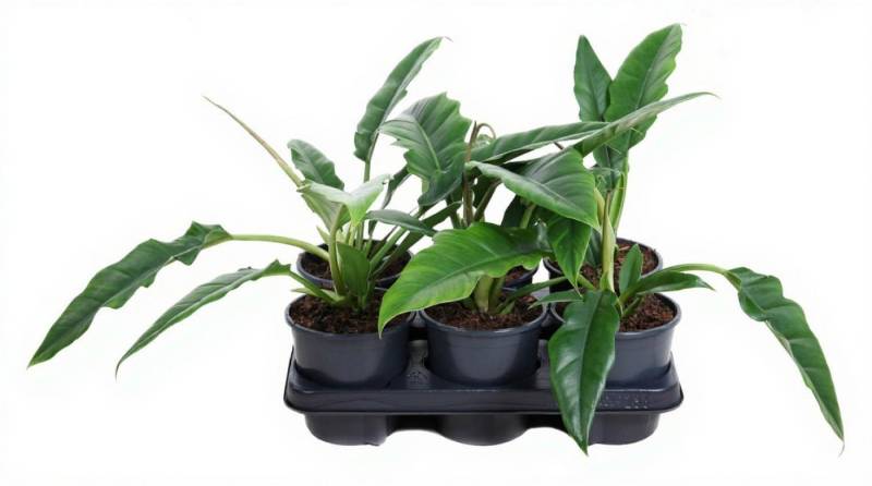 Pflanzen für Dich Zimmerpflanze Philodendron Narrow, 1 St., schmalblättrig, luftreinigend von Pflanzen für Dich