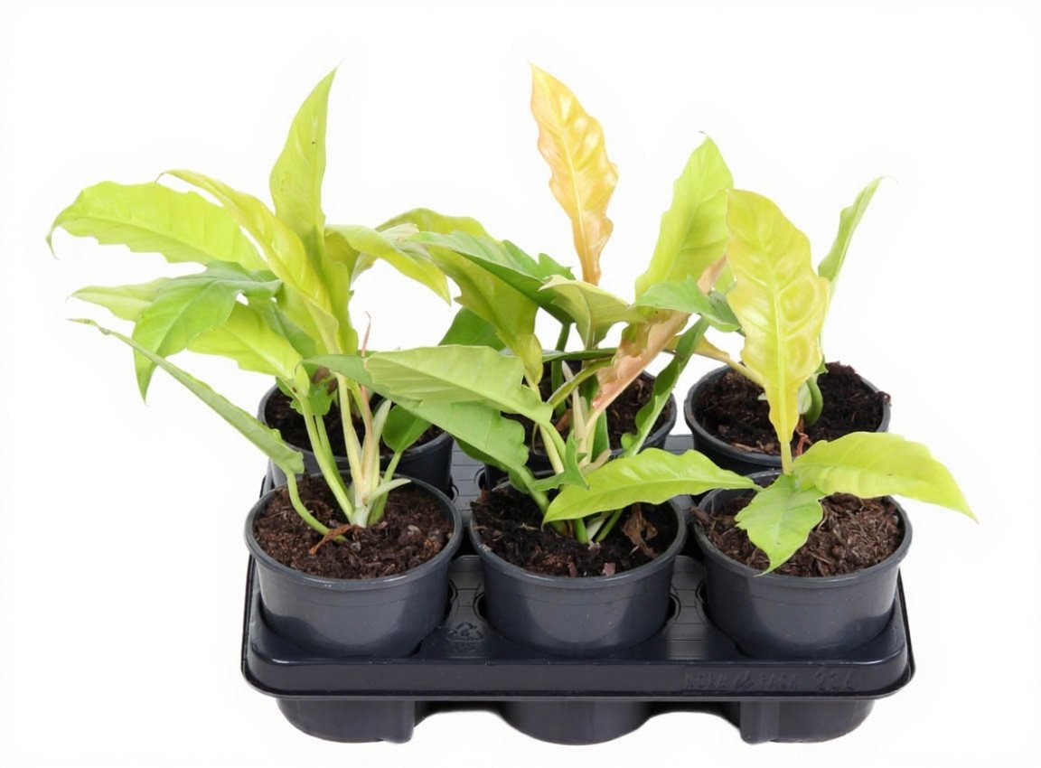 Pflanzen für Dich Zimmerpflanze Philodendron Yellow Saw, 1 St., gelbgrün, kompaktwuchs Pflanzen für Dich Zimmerpflanze Philodendron Yellow Saw, 1 St., gelbgrün, kompaktwuchs von Pflanzen für Dich