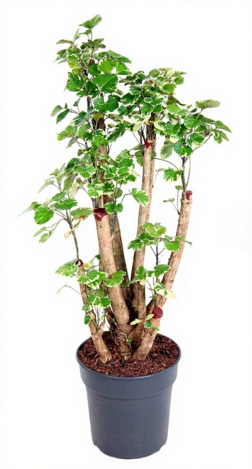 Pflanzen für Dich Zimmerpflanze Polyscias Balfouriana, 1 St., großblättrig, luftreinigend Pflanzen für Dich Zimmerpflanze Polyscias Balfouriana, 1 St., großblättrig, luftreinigend von Pflanzen für Dich