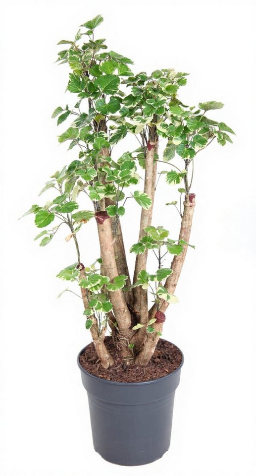 Pflanzen für Dich Zimmerpflanze Polyscias Balfouriana, 1 St., großblättrig, luftreinigend von Pflanzen für Dich