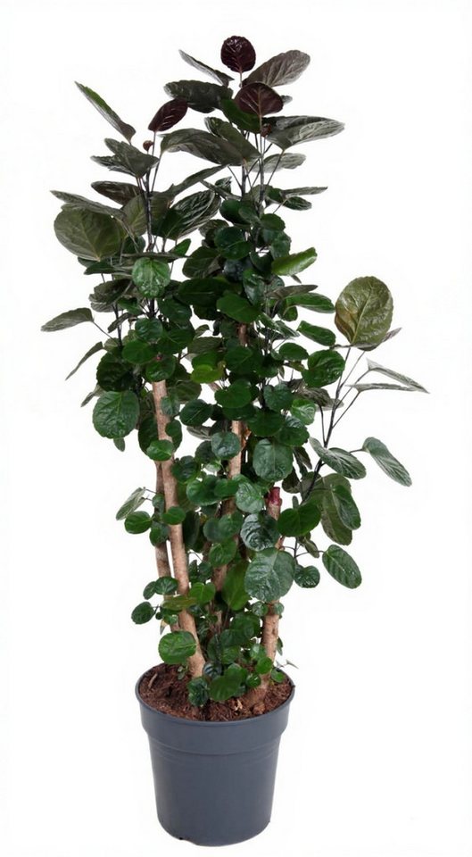 Pflanzen für Dich Zimmerpflanze Polyscias Fabian, 1 St., dunkelgrün, luftreinigend von Pflanzen für Dich