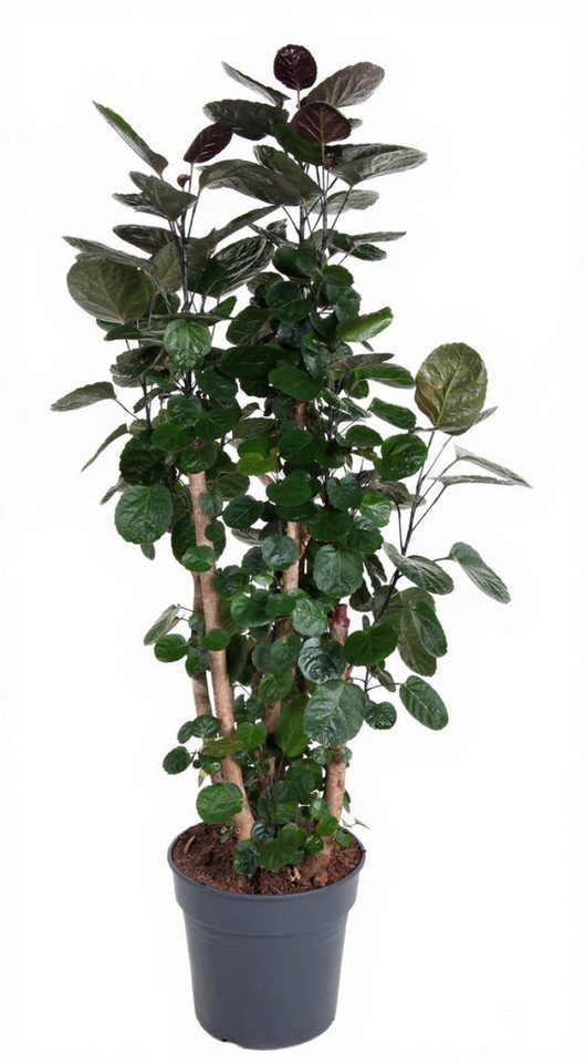 Pflanzen für Dich Zimmerpflanze Polyscias Fabian, 1 St., dunkelgrün, luftreinigend von Pflanzen für Dich