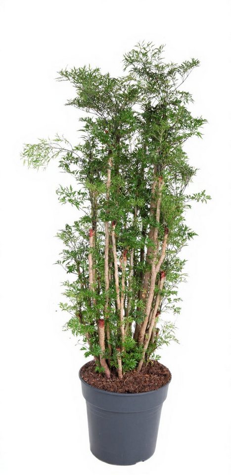 Pflanzen für Dich Zimmerpflanze Polyscias hawaiiana Ming, 1 St., exotisch, luftreinigend Pflanzen für Dich Zimmerpflanze Polyscias hawaiiana Ming, 1 St., exotisch, luftreinigend von Pflanzen für Dich