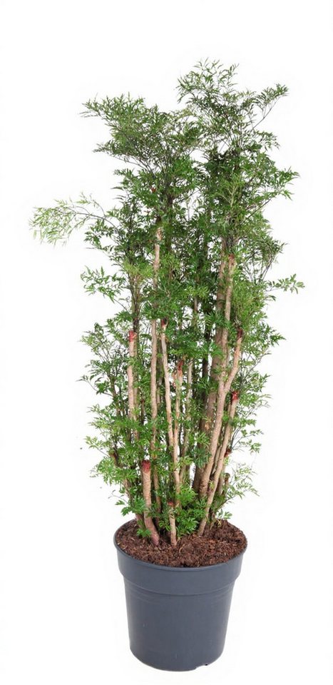 Pflanzen für Dich Zimmerpflanze Polyscias hawaiiana Ming, 1 St., exotisch, luftreinigend Pflanzen für Dich Zimmerpflanze Polyscias hawaiiana Ming, 1 St., exotisch, luftreinigend von Pflanzen für Dich