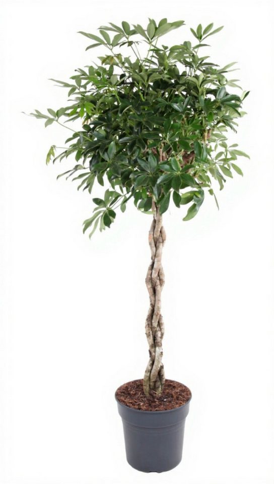 Pflanzen für Dich Zimmerpflanze Schefflera Compacta, 1 St., luftreinigend, geflochtener Stamm Pflanzen für Dich Zimmerpflanze Schefflera Compacta, 1 St., luftreinigend, geflochtener Stamm von Pflanzen für Dich
