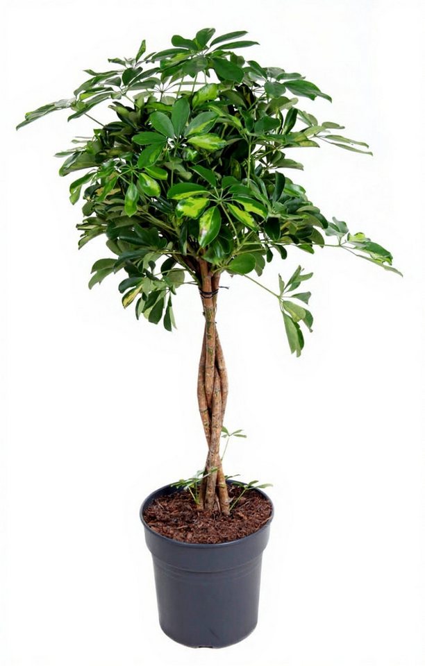 Pflanzen für Dich Zimmerpflanze Schefflera Gold Capella, 1 St., gelbgrün, luftreinigend Pflanzen für Dich Zimmerpflanze Schefflera Gold Capella, 1 St., gelbgrün, luftreinigend von Pflanzen für Dich