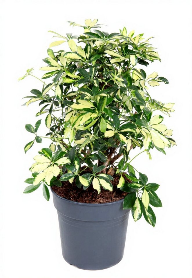 Pflanzen für Dich Zimmerpflanze Schefflera Trinette, 1 St., buntlaubig, pflegeleicht von Pflanzen für Dich