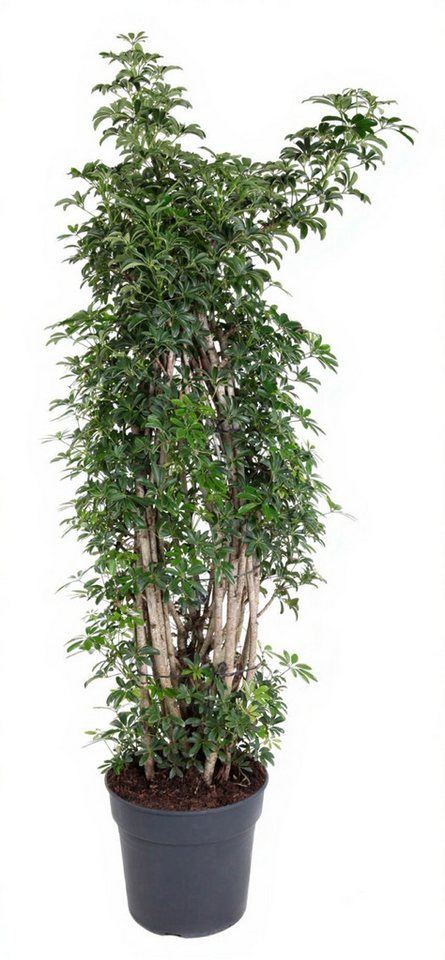 Pflanzen für Dich Zimmerpflanze Schefflera luseana, 1 St., großblättrig, luftreinigend Pflanzen für Dich Zimmerpflanze Schefflera luseana, 1 St., großblättrig, luftreinigend von Pflanzen für Dich