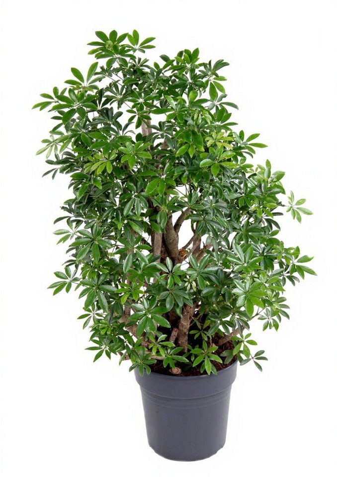 Pflanzen für Dich Zimmerpflanze Schefflera luseana, 1 St., großblättrig, luftreinigend Pflanzen für Dich Zimmerpflanze Schefflera luseana, 1 St., großblättrig, luftreinigend von Pflanzen für Dich