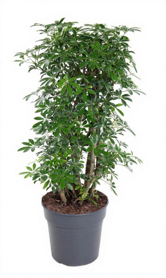 Pflanzen für Dich Zimmerpflanze Schefflera luseana, 1 St., großblättrig, luftreinigend Pflanzen für Dich Zimmerpflanze Schefflera luseana, 1 St., großblättrig, luftreinigend von Pflanzen für Dich